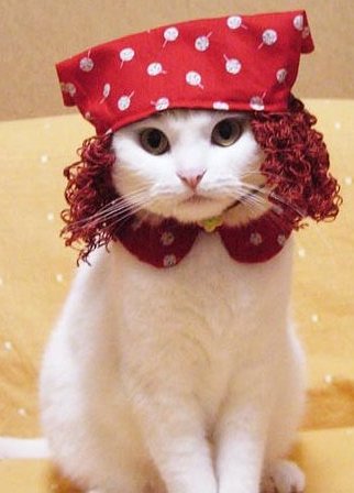cat in hat. death of her cat Snowman,